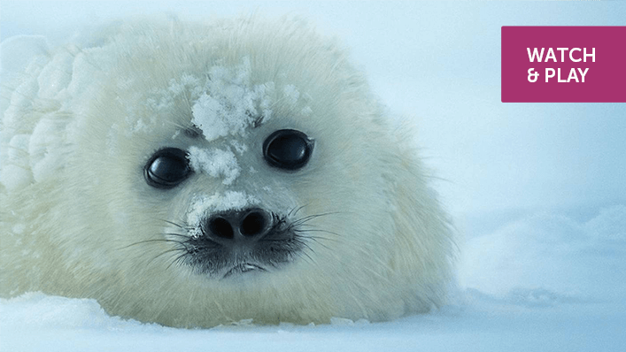 A seal pup lies on the ice.